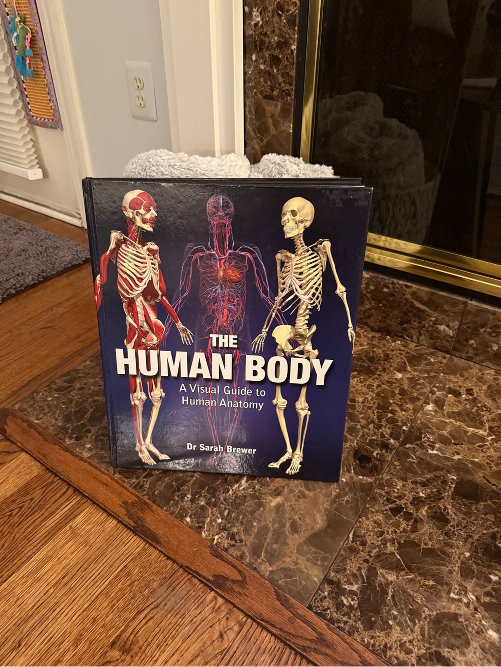 The Human Body: A Visual Guide to Human Anatomy by Dr Sarah Brewer: Used